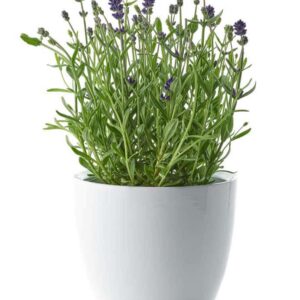 Lavanda