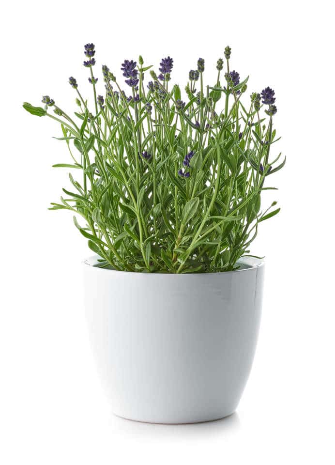 Lavanda