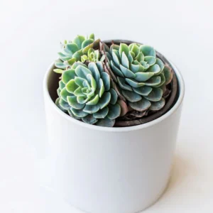 Suculenta Echeveria Elegans
