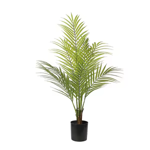 Areca Palma