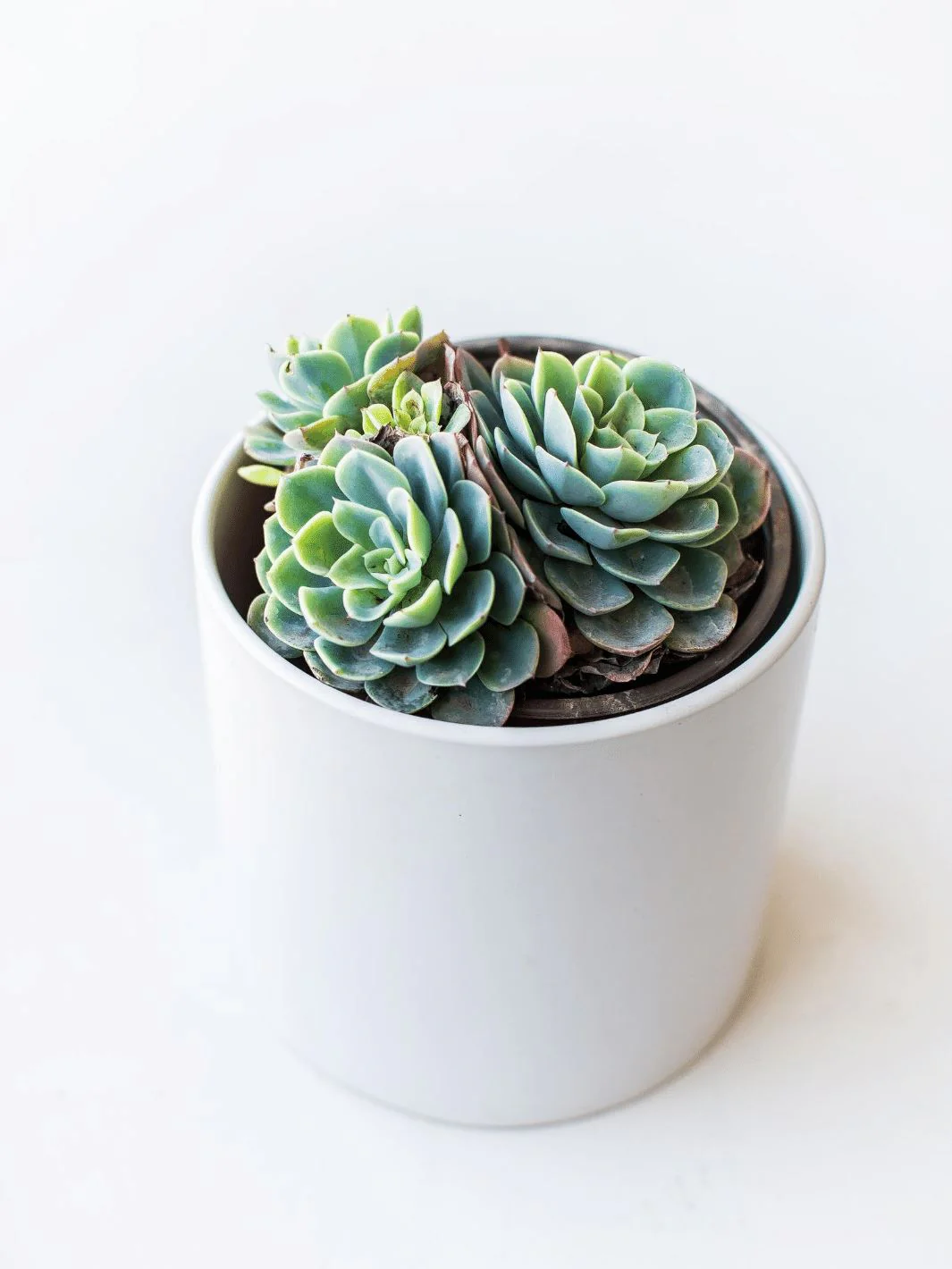 Suculenta Echeveria Elegans