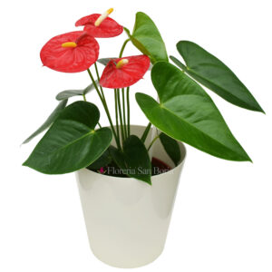 Anthurium Rojo