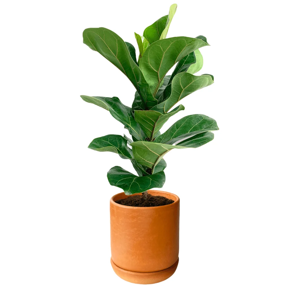 Ficus Lyrata
